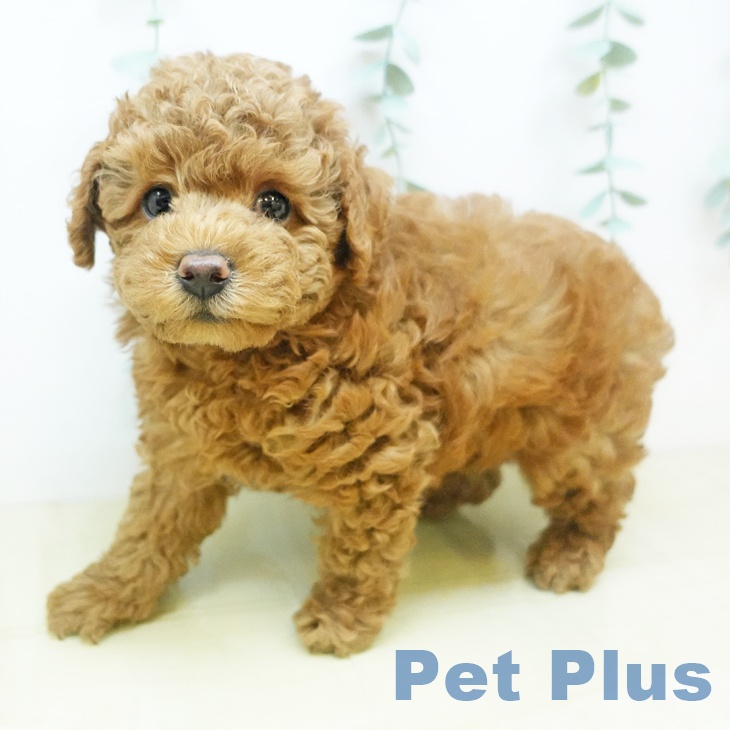 愛媛県のトイプードル(トイ) (ペットプラス新居浜店/2025年5月7日生まれ/男の子/レッド)の子犬の2枚目の画像