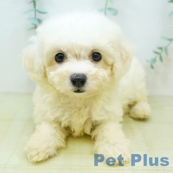 岡山県のビションフリーゼ (ペットプラス岡山店/2025年5月8日生まれ/女の子/ホワイト)の子犬