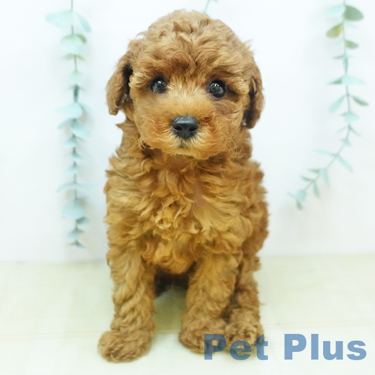 岡山県のトイプードル(トイ) (ペットプラス岡山南店/2025年5月9日生まれ/男の子/レッド)の子犬