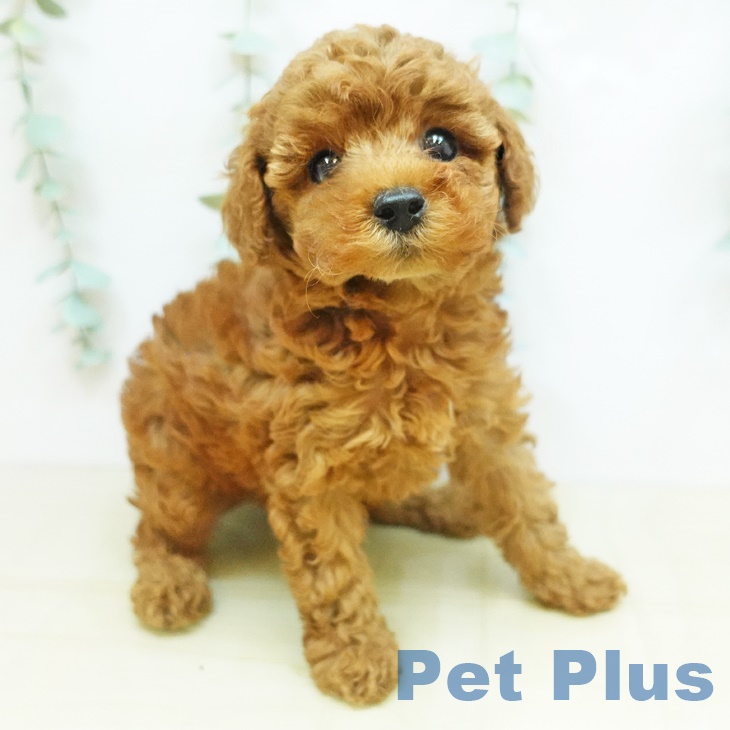 岡山県のトイプードル(トイ) (ペットプラス岡山南店/2025年5月9日生まれ/男の子/レッド)の子犬の2枚目の画像