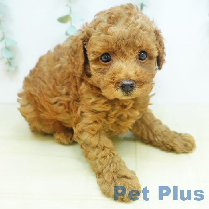 徳島県のトイプードル(トイ) (ペットプラス徳島店/2025年5月9日生まれ/男の子/レッド)の子犬