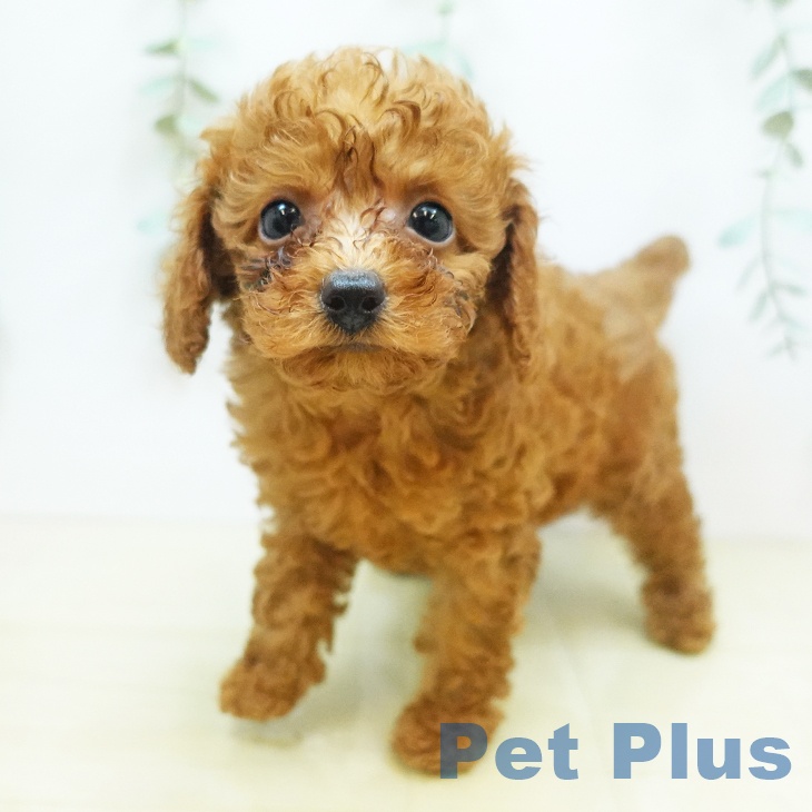 岡山県のトイプードル(トイ) (ペットプラス岡山店/2025年5月8日生まれ/男の子/レッドフォーン)の子犬