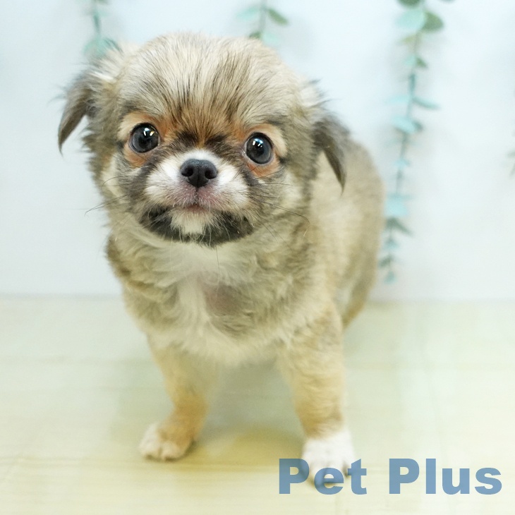 岡山県のチワワ(ロング) (ペットプラス岡山店/2025年5月6日生まれ/男の子/フォーン)の子犬