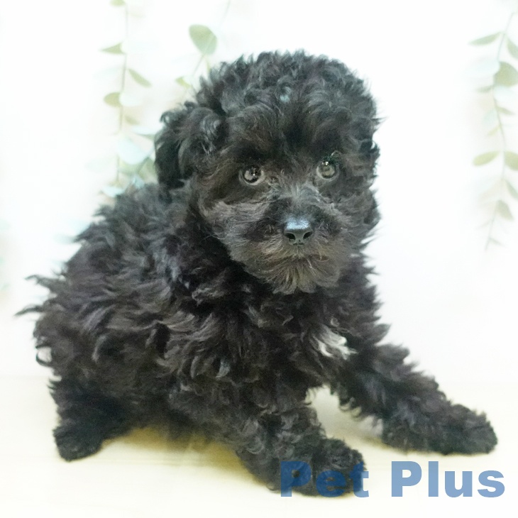岡山県のトイプードル(トイ) (ペットプラス岡山店/2025年5月9日生まれ/女の子/シルバー)の子犬