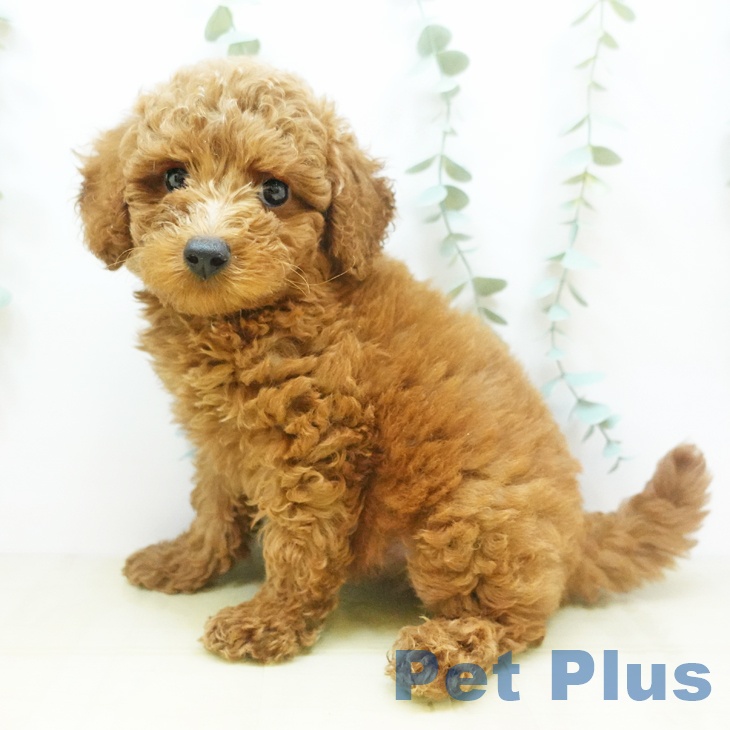 徳島県のトイプードル(トイ) (ペットプラス徳島店/2025年5月9日生まれ/男の子/レッド)の子犬