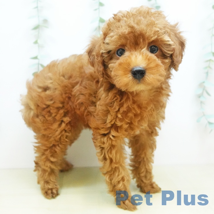 大阪府のトイプードル(トイ) (ペットプラス鶴見店/2025年5月15日生まれ/女の子/レッド)の子犬の2枚目の画像