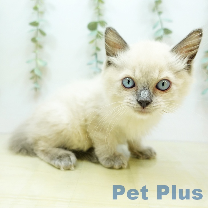 京都府のラグドール (ペットプラス久御山店/2025年5月1日生まれ/男の子/ブルーポイント)の子猫