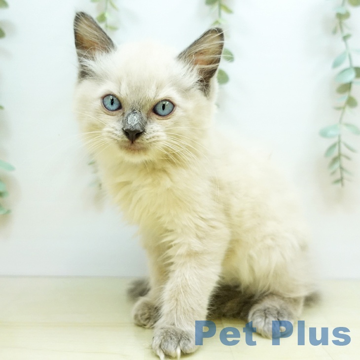 京都府のラグドール (ペットプラス久御山店/2025年5月1日生まれ/男の子/ブルーポイント)の子猫の2枚目の画像