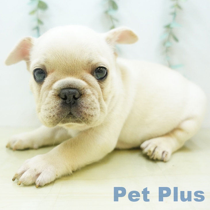 徳島県のフレンチブルドッグ (ペットプラス徳島店/2025年5月17日生まれ/男の子/クリーム)の子犬
