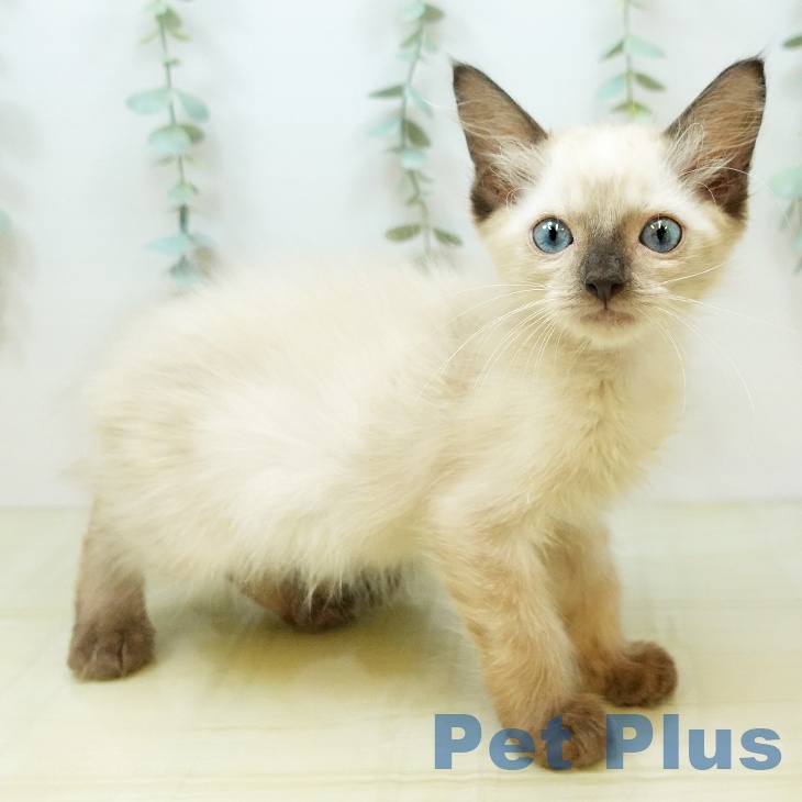 愛媛県のラグドール (ペットプラス新居浜店/2025年5月15日生まれ/男の子/シールポイント)の子猫の1枚目の画像