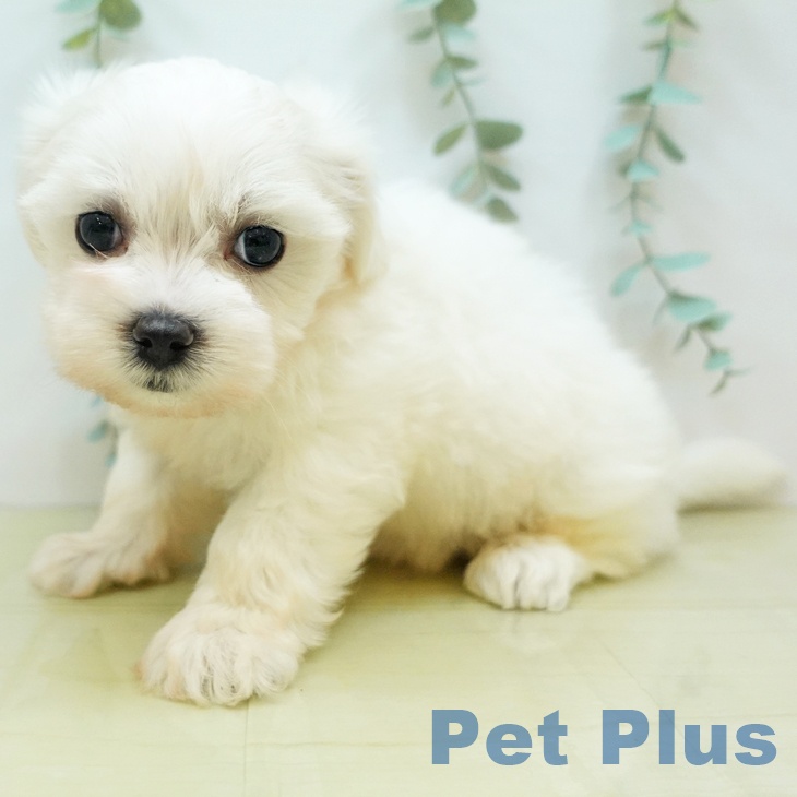 徳島県のマルチーズ (ペットプラス徳島店/2025年5月28日生まれ/女の子/ホワイト)の子犬