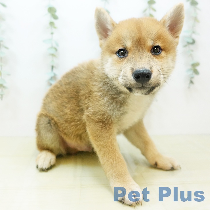 岡山県の柴犬(標準サイズ) (ペットプラス岡山南店/2025年5月26日生まれ/男の子/赤)の子犬の1枚目の画像