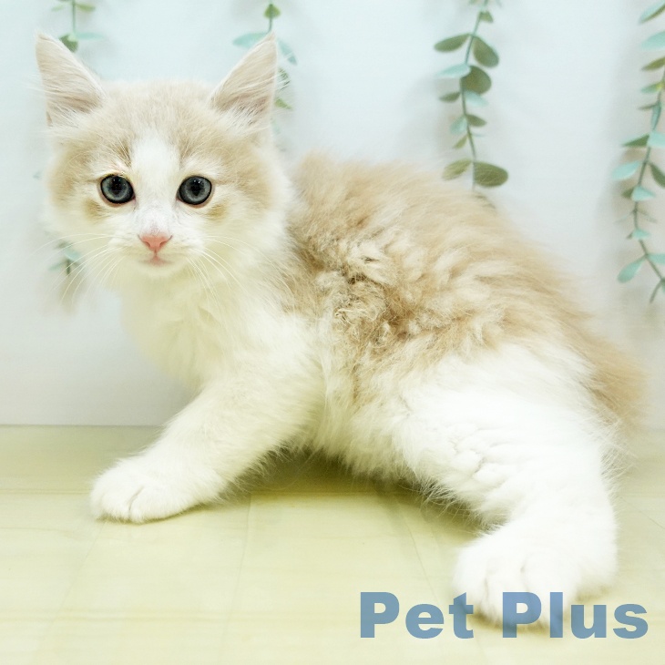 鳥取県のノルウェージャンフォレストキャット (ペットプラス日吉津店/2025年5月31日生まれ/男の子/クリームタビー)の子猫の2枚目の画像