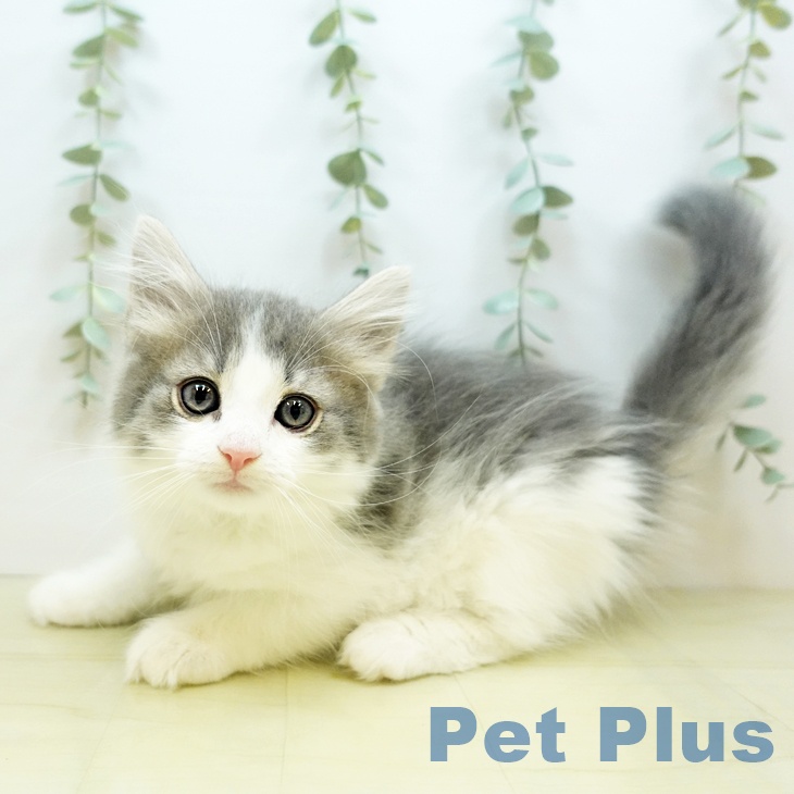 ノルウェージャンフォレストキャットの写真1