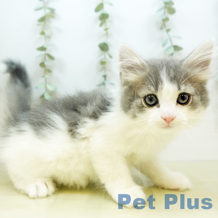 ノルウェージャンフォレストキャットの写真2