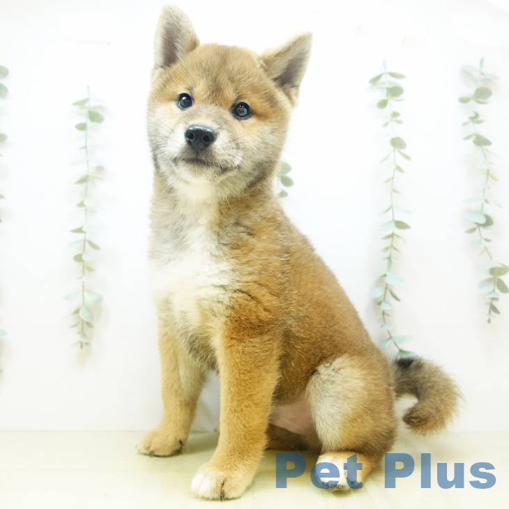 愛媛県の柴犬(標準サイズ) (ペットプラス新居浜店/2025年5月25日生まれ/男の子/赤)の子犬の1枚目の画像