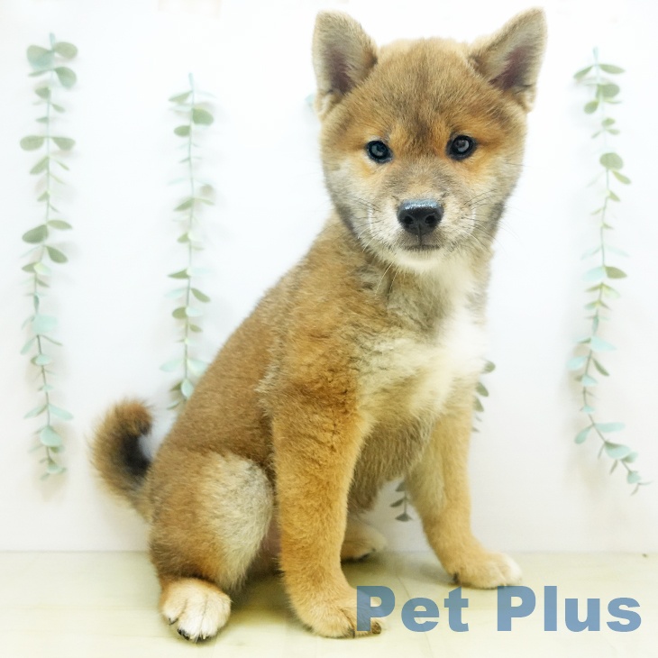 愛媛県の柴犬(標準サイズ) (ペットプラス新居浜店/2025年5月25日生まれ/男の子/赤)の子犬の2枚目の画像