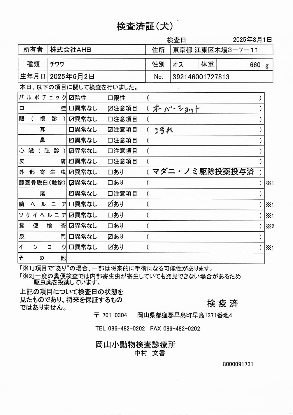 チワワ