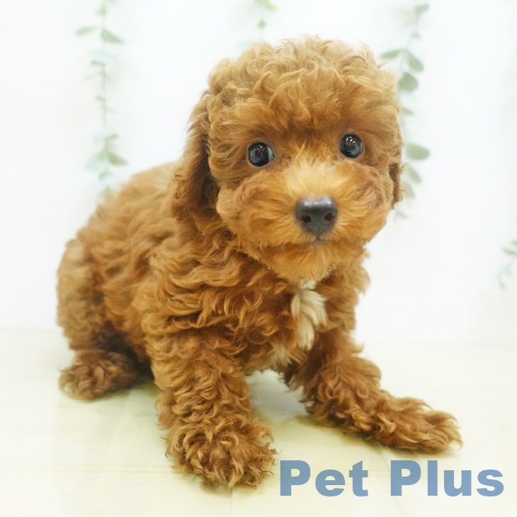 大阪府のトイプードル(トイ) (ペットプラスイオン大日店/2025年6月7日生まれ/女の子/レッド)の子犬の1枚目の画像