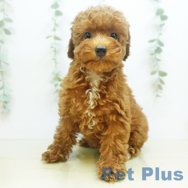 大阪府のトイプードル(トイ) (ペットプラスイオン大日店/2025年6月7日生まれ/女の子/レッド)の子犬の2枚目の画像