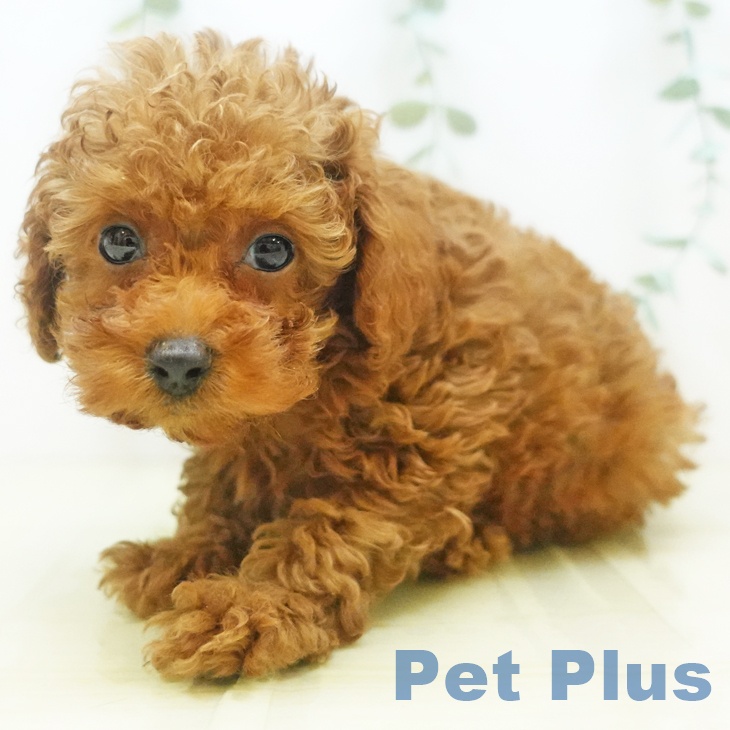 岡山県のトイプードル(トイ) (ペットプラス岡山店/2025年6月12日生まれ/男の子/レッドフォーン)の子犬