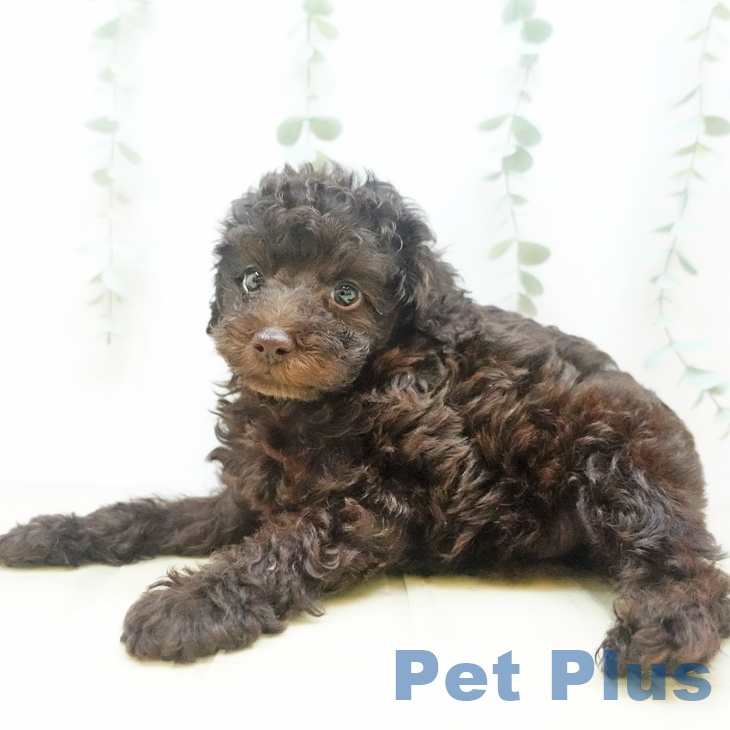 岡山県のトイプードル(トイ) (ペットプラス岡山店/2025年6月10日生まれ/男の子/ブラウン)の子犬