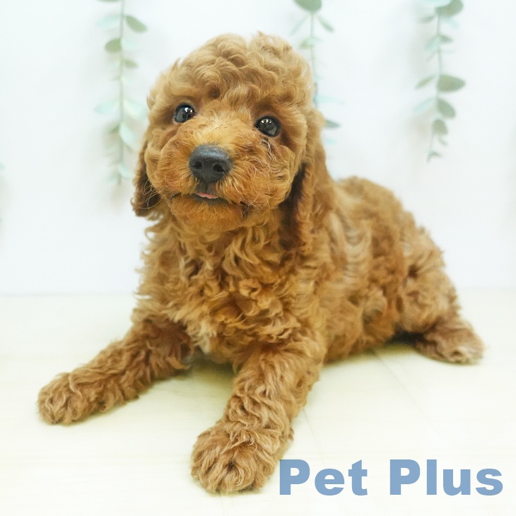 岡山県のトイプードル(トイ) (ペットプラス岡山店/2025年6月17日生まれ/男の子/レッド)の子犬