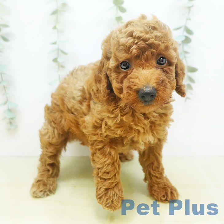 岡山県のトイプードル(トイ) (ペットプラス岡山店/2025年6月17日生まれ/男の子/レッド)の子犬の2枚目の画像