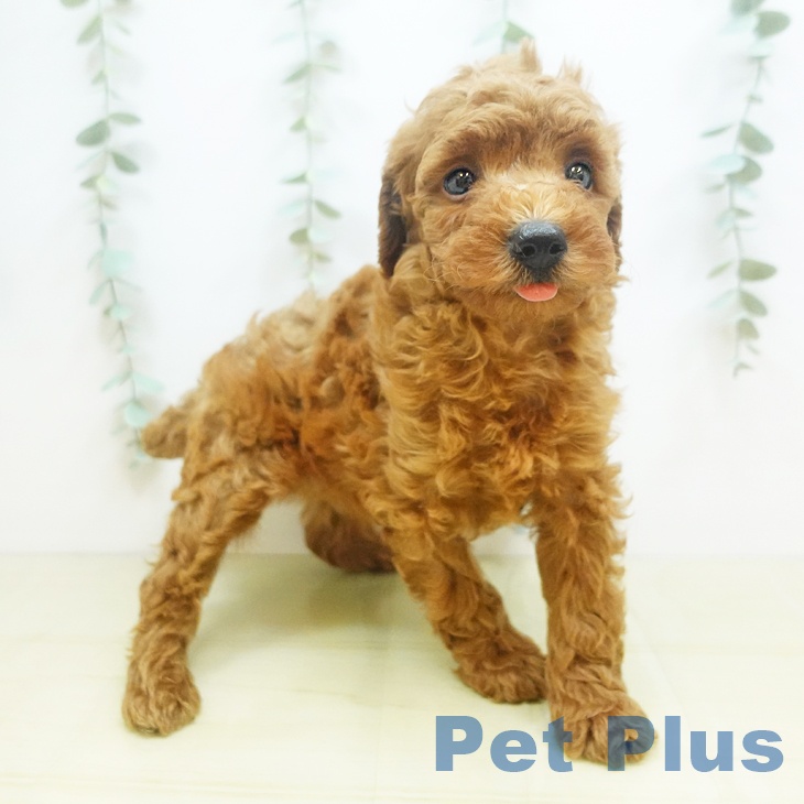 香川県のトイプードル(トイ) (ペットプラス高松店/2025年6月17日生まれ/男の子/レッド)の子犬の1枚目の画像