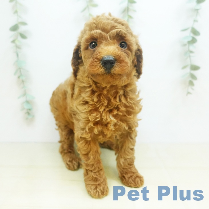 岡山県のトイプードル(トイ) (ペットプラス岡山南店/2025年6月17日生まれ/男の子/レッド)の子犬