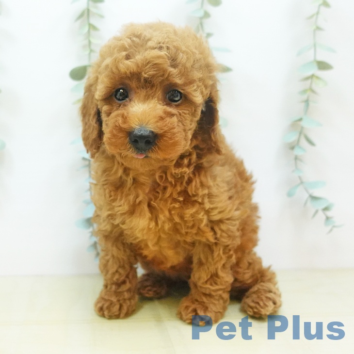 徳島県のトイプードル(トイ) (ペットプラス徳島店/2025年6月17日生まれ/女の子/レッド)の子犬の2枚目の画像