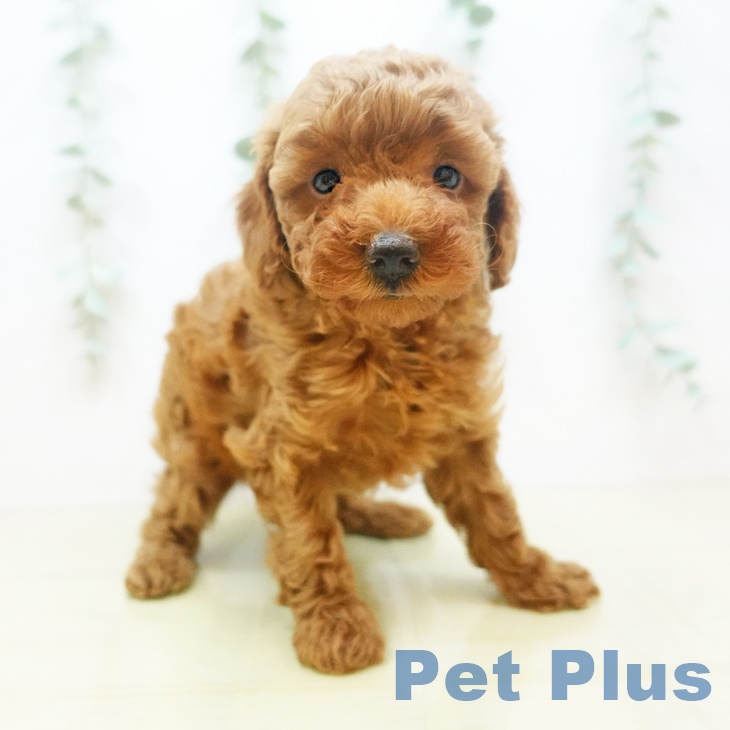 香川県のトイプードル(トイ) (ペットプラス綾川店/2025年6月17日生まれ/女の子/レッド)の子犬の1枚目の画像