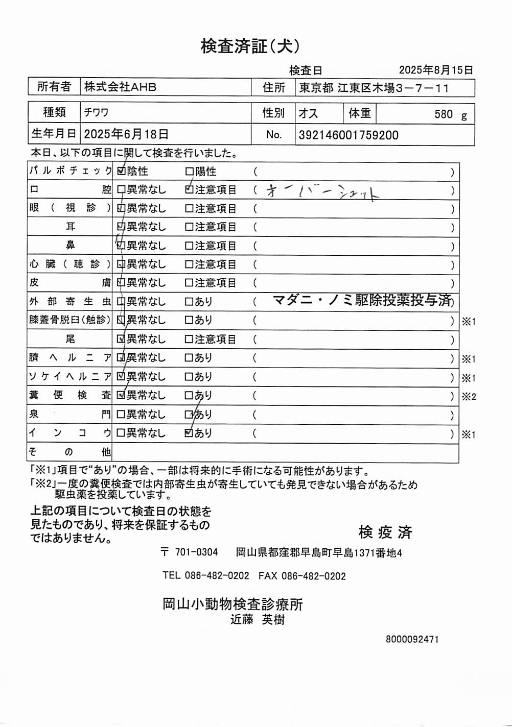 チワワ