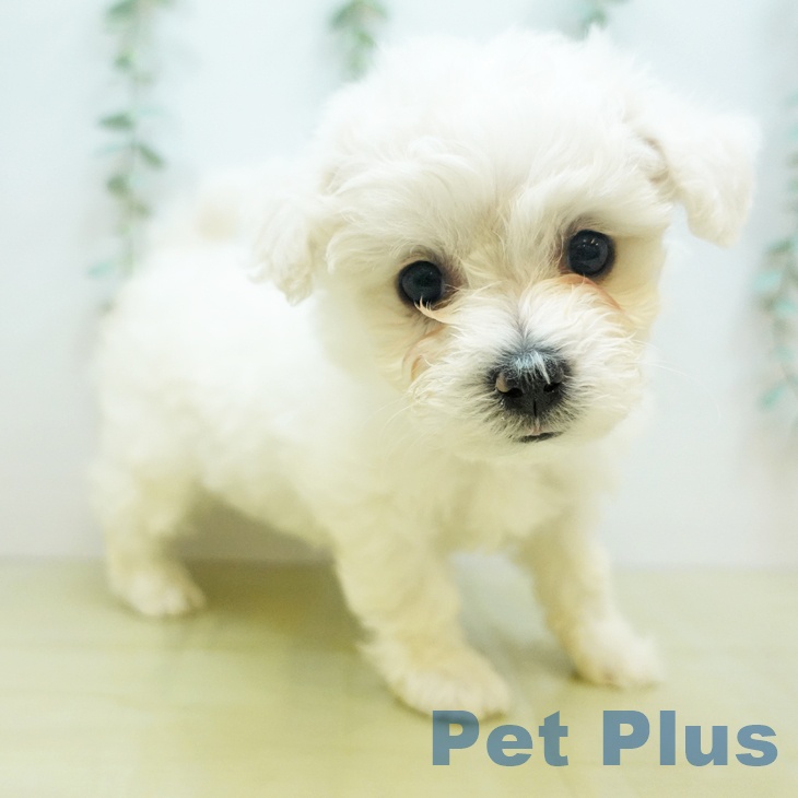 鳥取県のビションフリーゼ (ペットプラス日吉津店/2025年6月25日生まれ/女の子/ホワイト)の子犬