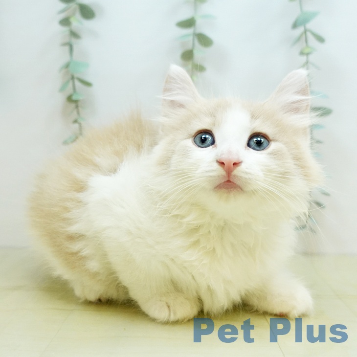 ノルウェージャンフォレストキャット