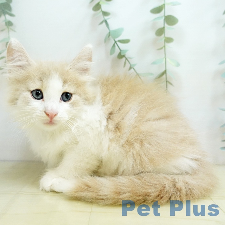 ノルウェージャンフォレストキャットの写真2