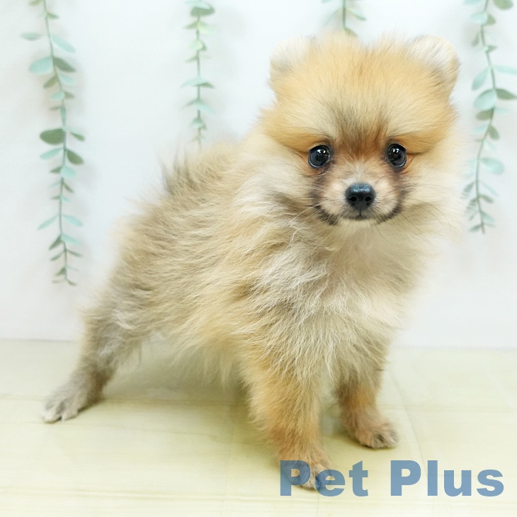岡山県のポメラニアン (ペットプラス岡山店/2025年6月27日生まれ/女の子/オレンジ)の子犬の1枚目の画像
