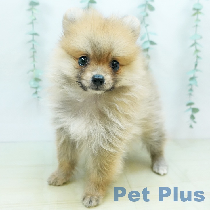 岡山県のポメラニアン (ペットプラス岡山店/2025年6月27日生まれ/女の子/オレンジ)の子犬の2枚目の画像