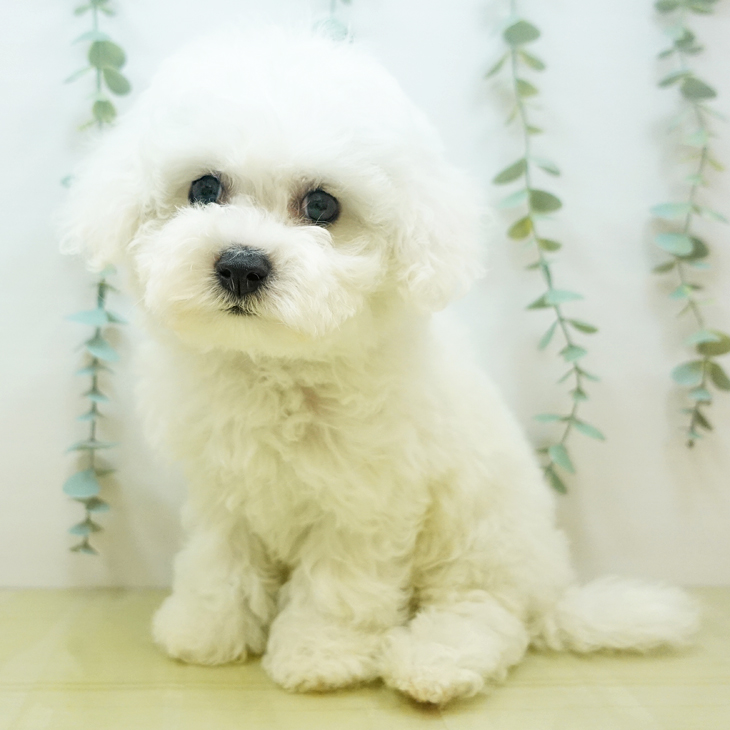 徳島県のビションフリーゼ (ペットプラス 徳島店/2025年7月1日生まれ/男の子/ホワイト)の子犬の1枚目の画像