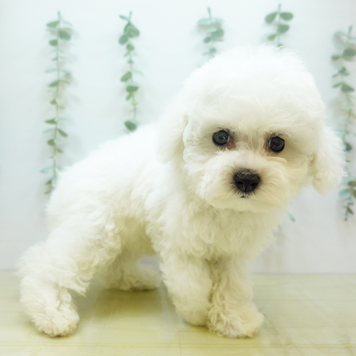 徳島県のビションフリーゼ (ペットプラス 徳島店/2025年7月1日生まれ/男の子/ホワイト)の子犬の2枚目の画像