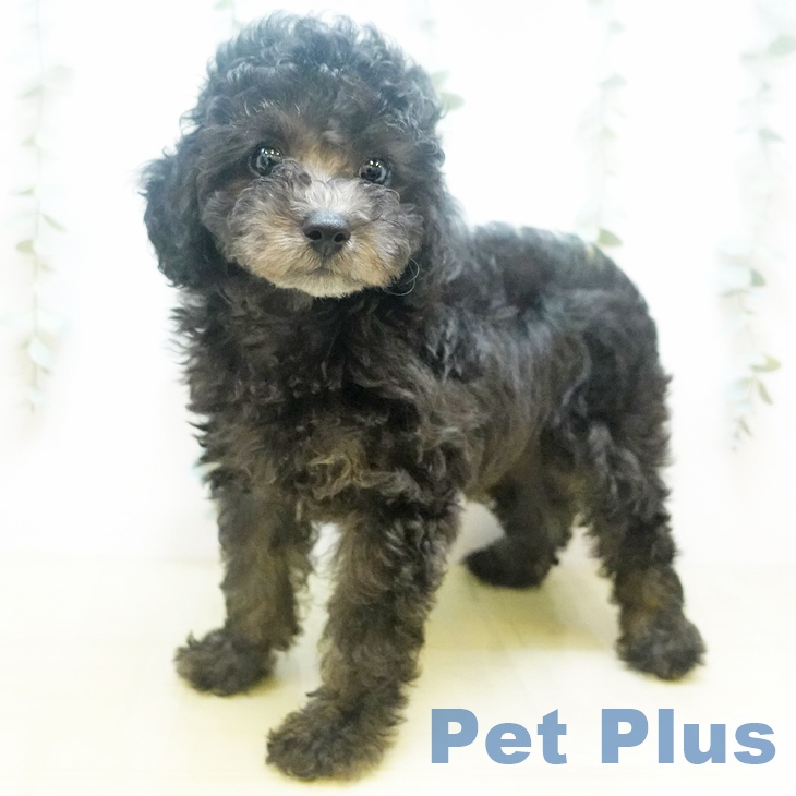 愛媛県のトイプードル(トイ) (ペットプラス新居浜店/2025年7月6日生まれ/男の子/シルバー)の子犬