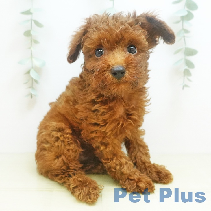 香川県のトイプードル(トイ) (ペットプラス高松店/2025年7月10日生まれ/男の子/レッド)の子犬