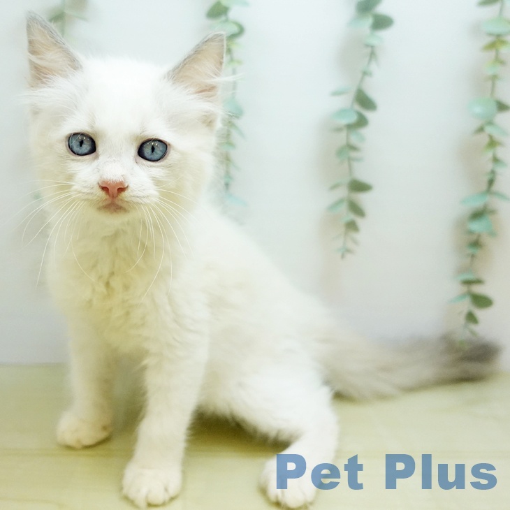 岡山県のラグドール (ペットプラス岡山店/2025年7月6日生まれ/男の子/ブルーポイントバイカラー)の子猫の1枚目の画像
