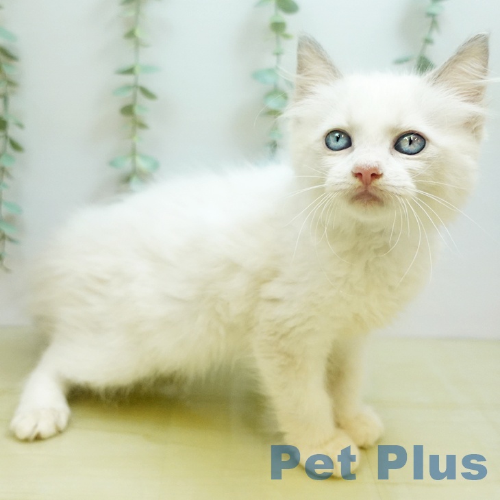 岡山県のラグドール (ペットプラス岡山店/2025年7月6日生まれ/男の子/ブルーポイントバイカラー)の子猫の2枚目の画像