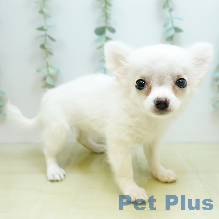 香川県のチワワ(ロング) (ペットプラス高松店/2025年7月15日生まれ/女の子/ホワイト)の子犬
