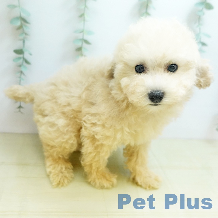 鳥取県のトイプードル(トイ) (ペットプラス日吉津店/2025年7月12日生まれ/女の子/クリーム)の子犬の2枚目の画像