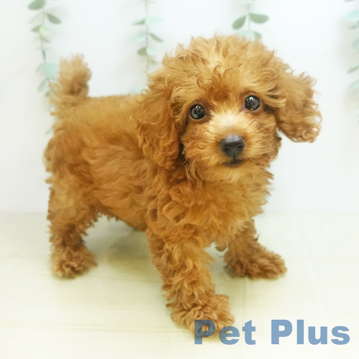 徳島県のトイプードル(トイ) (ペットプラス徳島店/2025年7月18日生まれ/女の子/レッド)の子犬