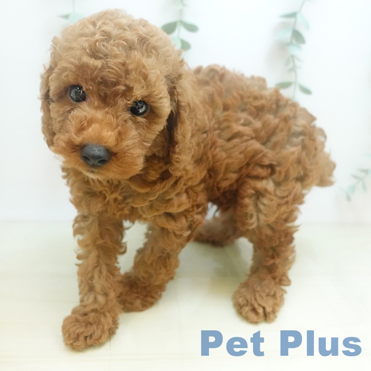 香川県のトイプードル(トイ) (ペットプラス綾川店/2025年7月19日生まれ/男の子/レッド)の子犬の1枚目の画像