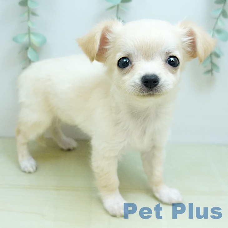 鳥取県のチワワ(ロング) (ペットプラス日吉津店/2025年7月22日生まれ/女の子/クリーム)の子犬の1枚目の画像