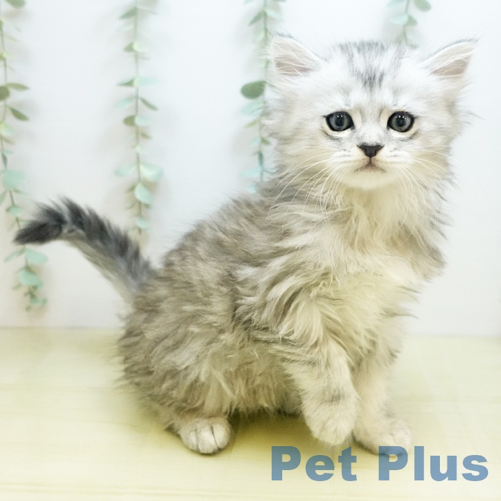 岡山県のペルシャ (ペットプラス岡山店/2025年7月23日生まれ/男の子/チンチラシルバー)の子猫の1枚目の画像